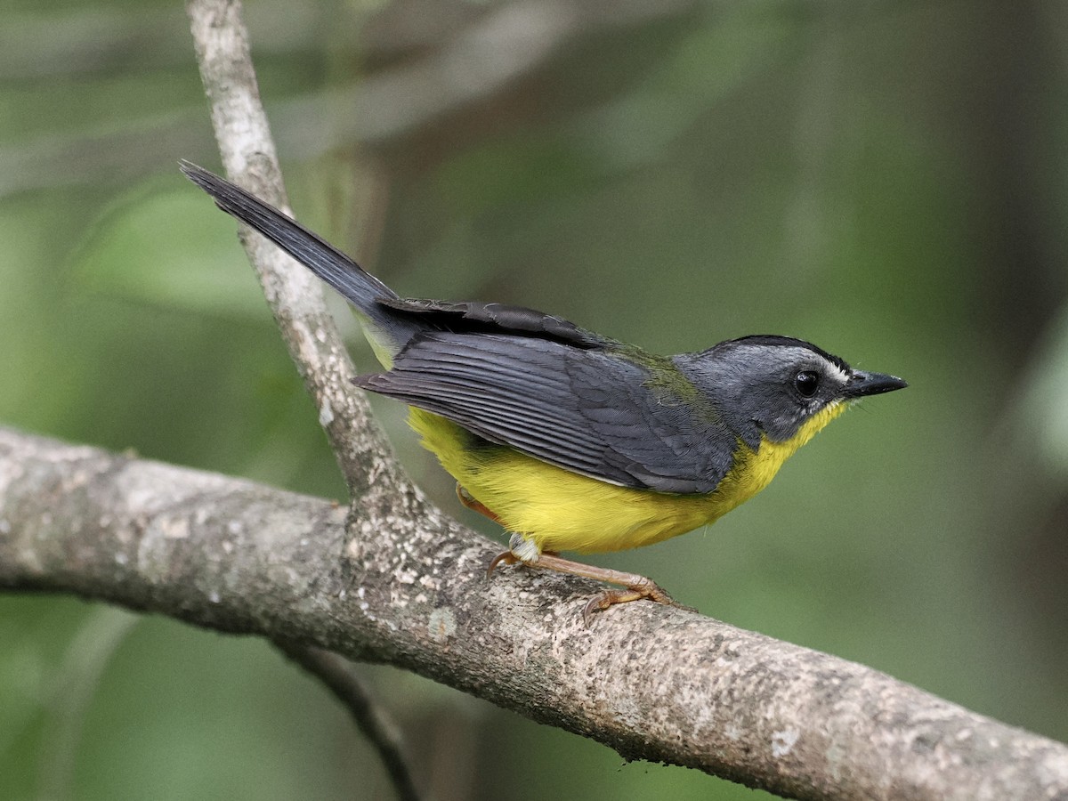 Gray-and-gold Warbler - ML546528761