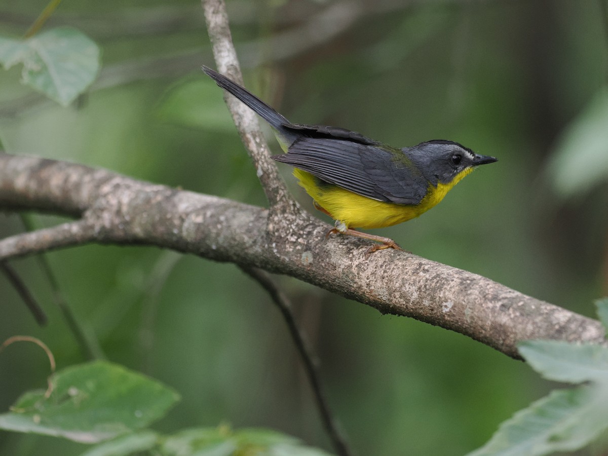 Gray-and-gold Warbler - ML546528781