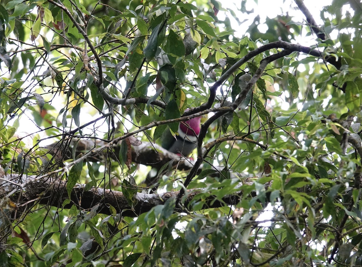 Pink-headed Fruit-Dove - ML546529961