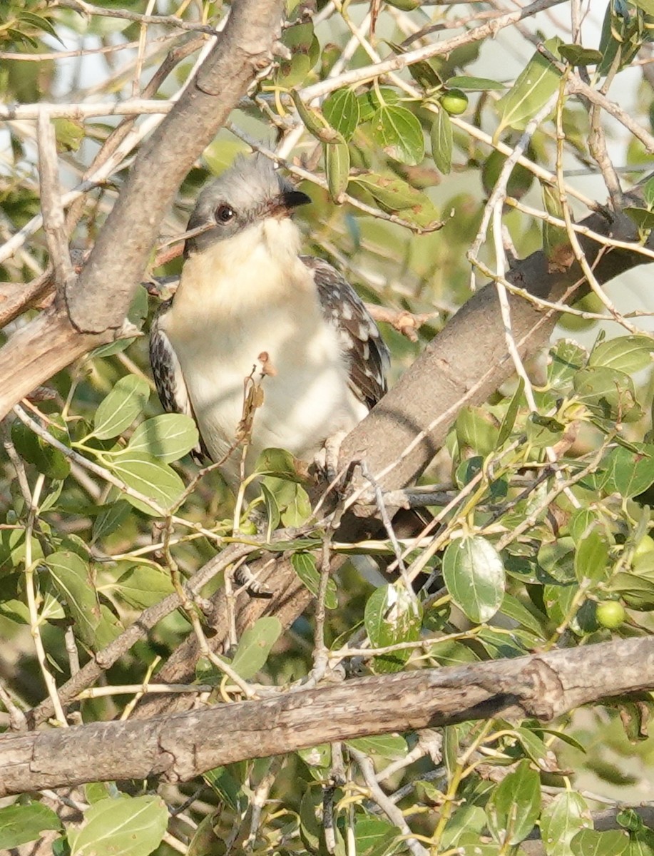 Great Spotted Cuckoo - ML546529991