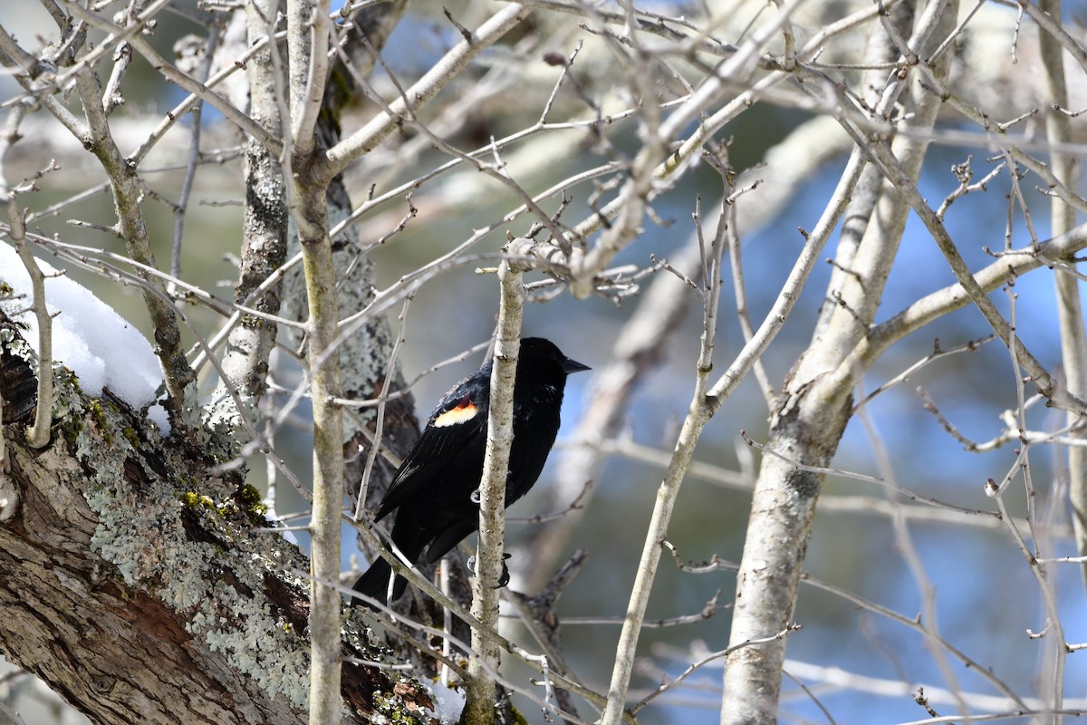 Red-winged Blackbird (Red-winged) - ML546532951