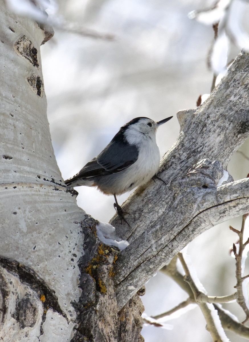 White-breasted Nuthatch - ML546533771