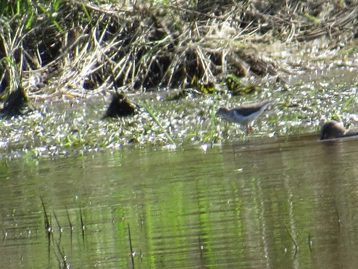 Spotted Sandpiper - Pam Otley