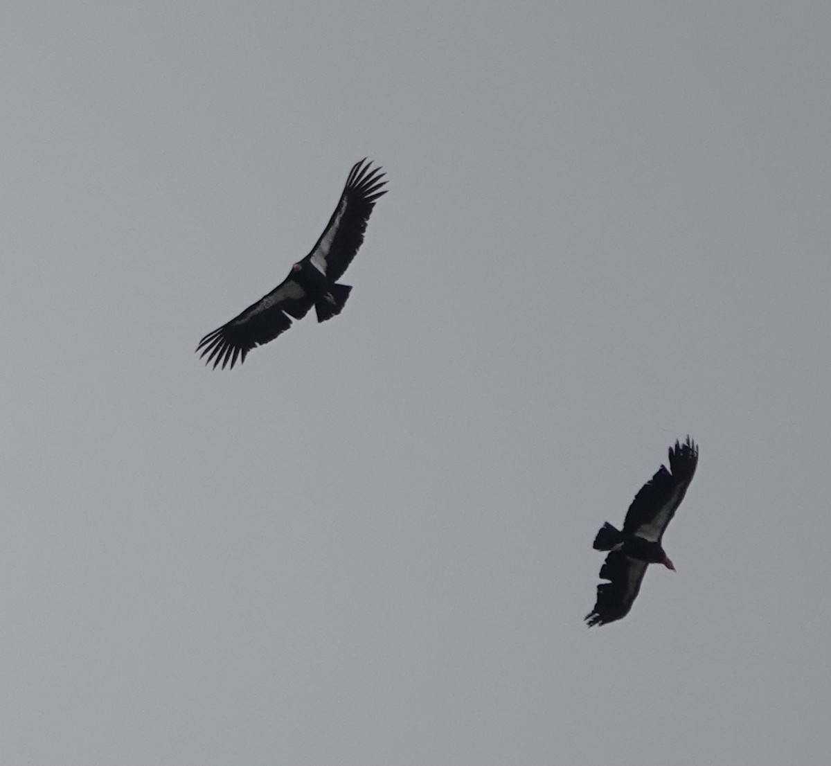 eBird Checklist 15 Mar 2023 Lake Piru 59 species (+1 other taxa)