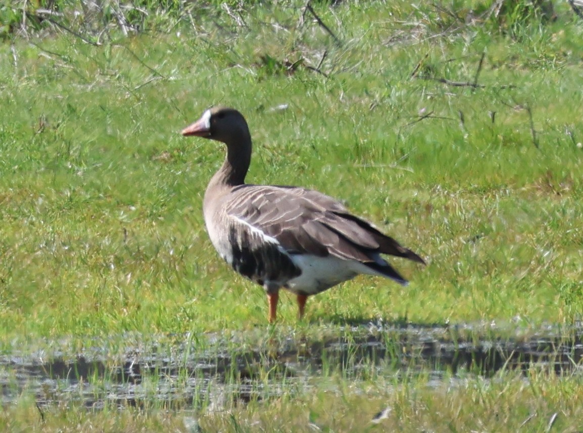 Greater White-fronted Goose - ML546543311