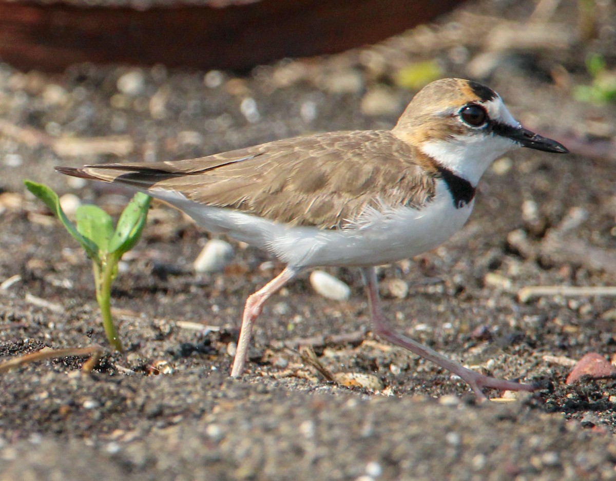 Collared Plover - ML546543371