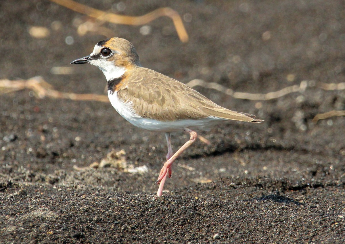 Collared Plover - ML546543381