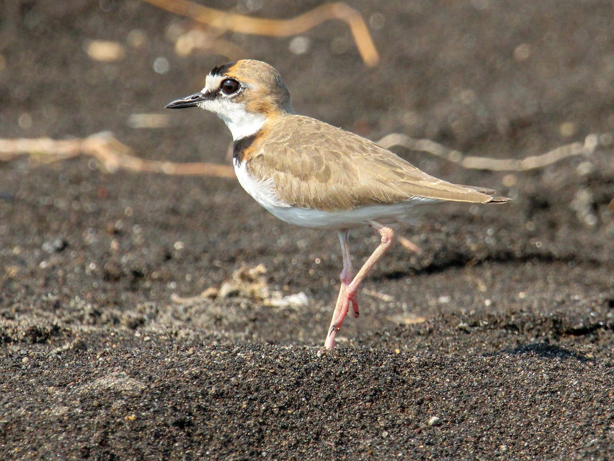 Collared Plover - ML546543391