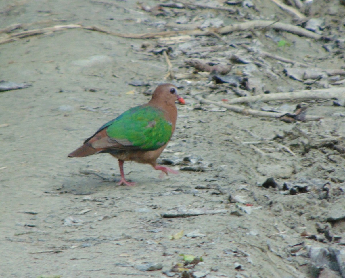 holub zelenokřídlý - ML54654431