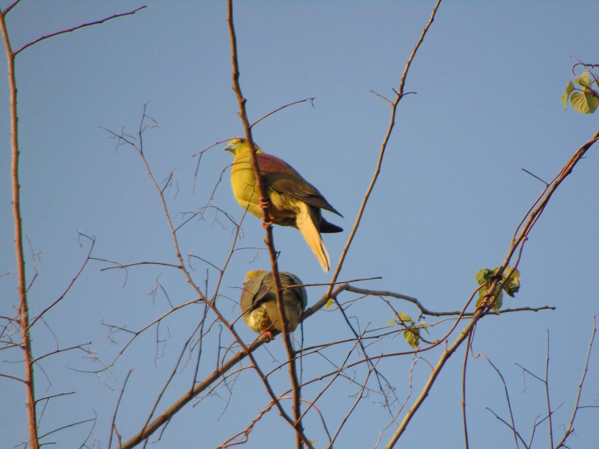 Wedge-tailed Green-Pigeon - ML54654641