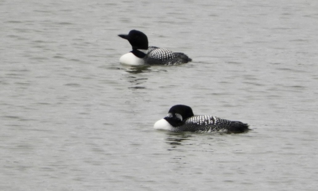 Common Loon - Lois Rockhill