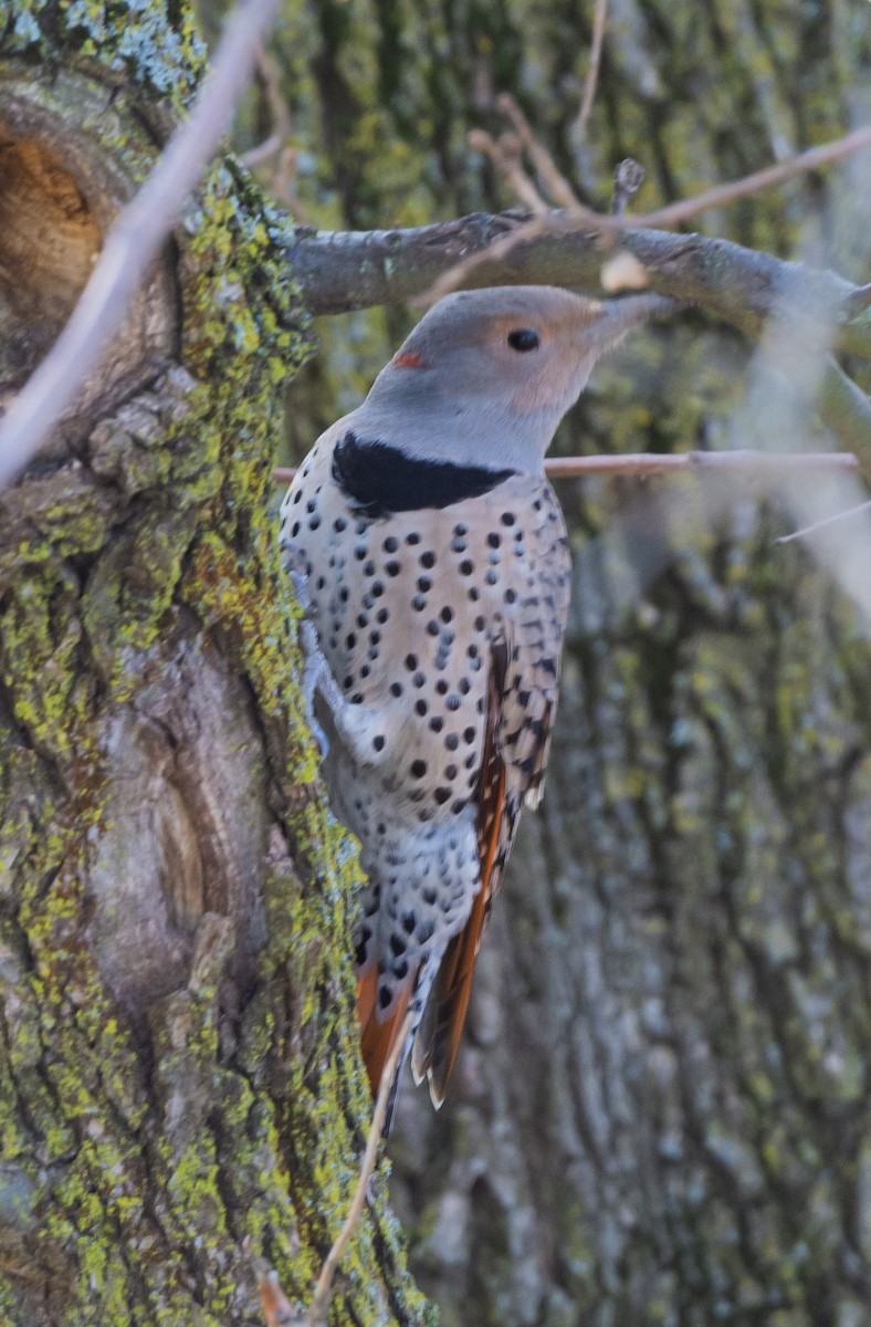 Northern Flicker (Yellow-shafted x Red-shafted) - ML546549391