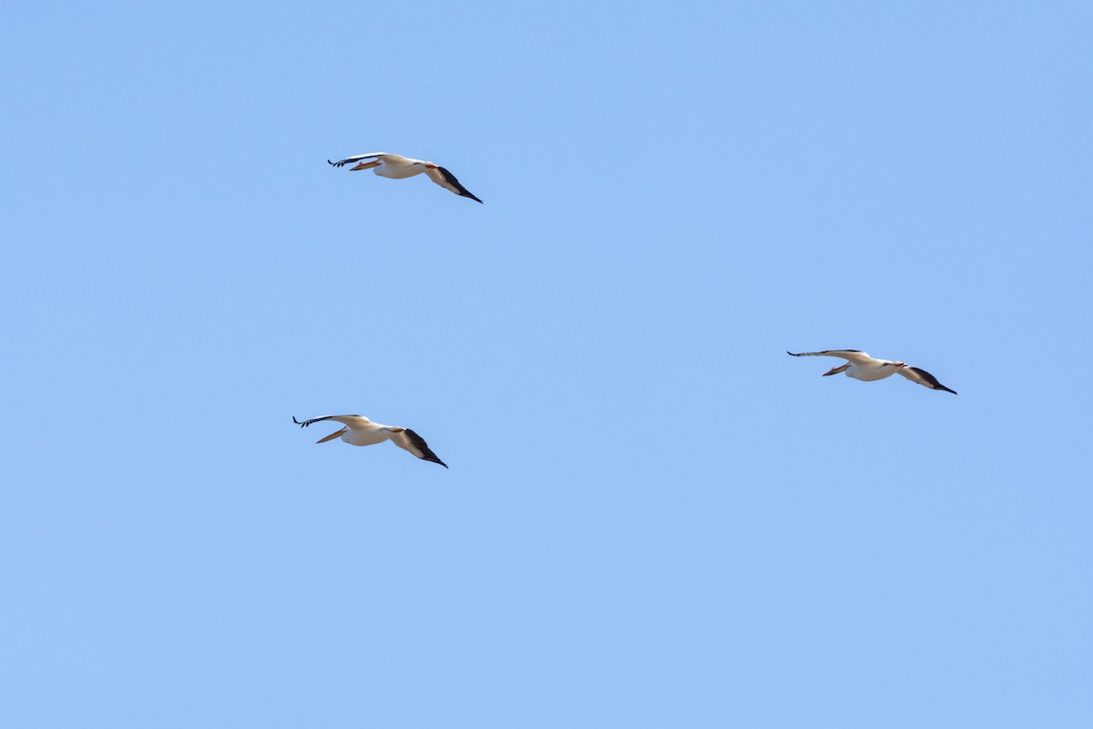 pelikán severoamerický - ML546549581