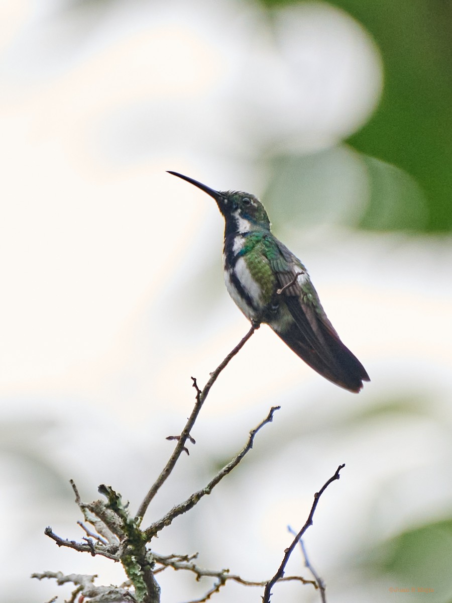 kolibřík tropický - ML546550361