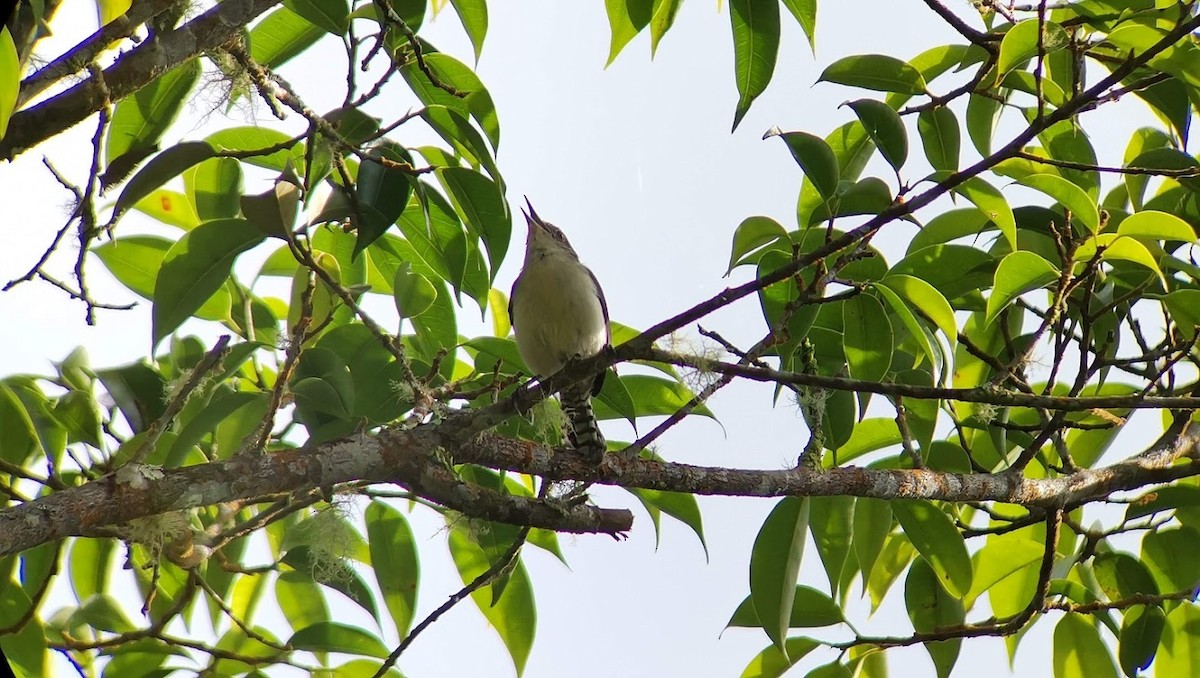 Gray-mantled Wren - Johnnier Arango 🇨🇴 theandeanbirder.com
