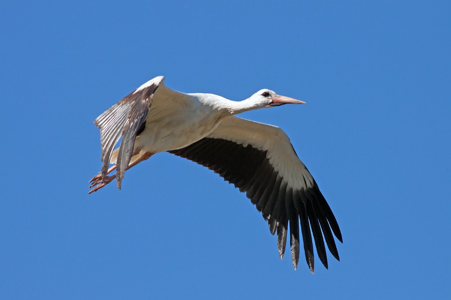 White Stork - David Hird