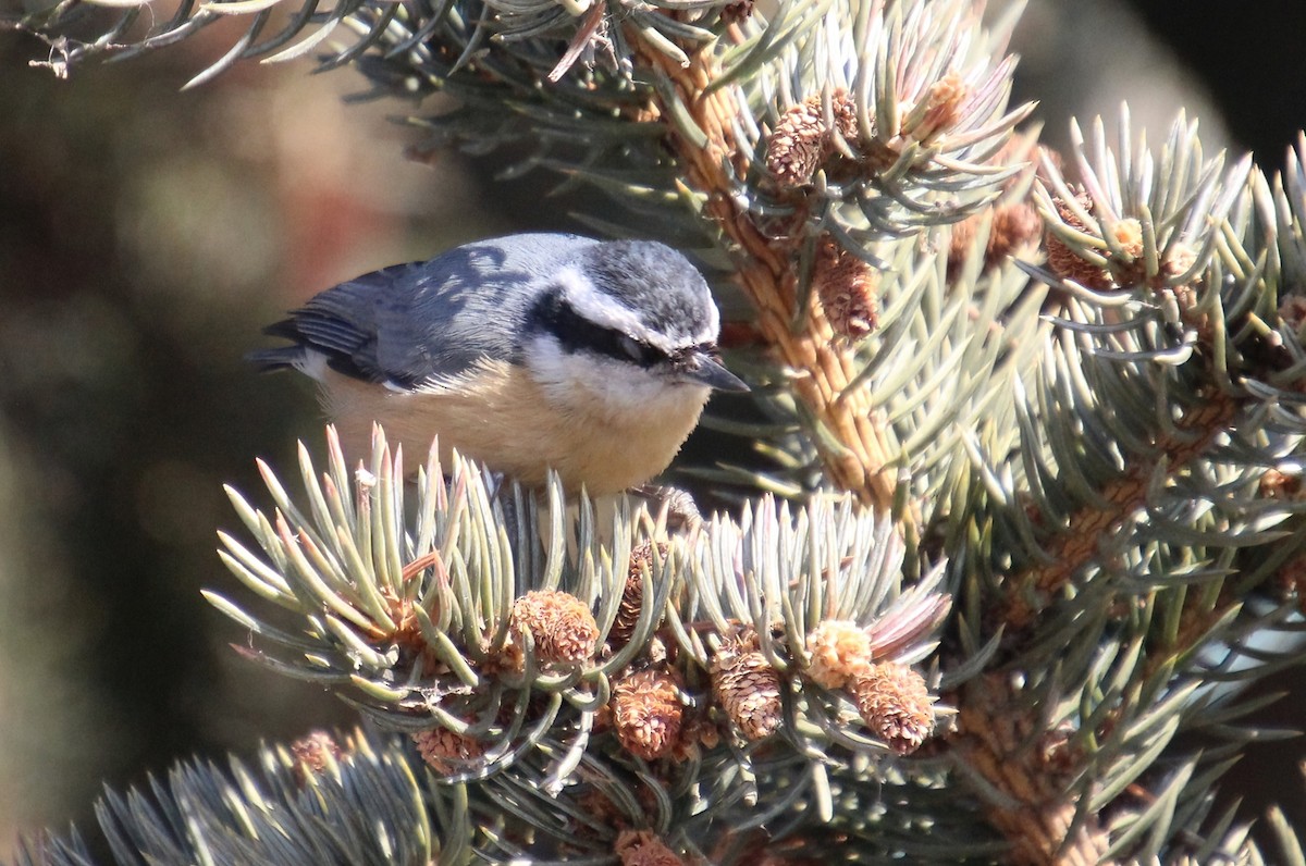 Red-breasted Nuthatch - ML546559031