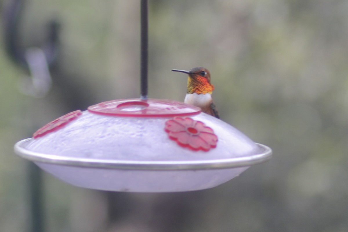 Rufous Hummingbird - ML546559481