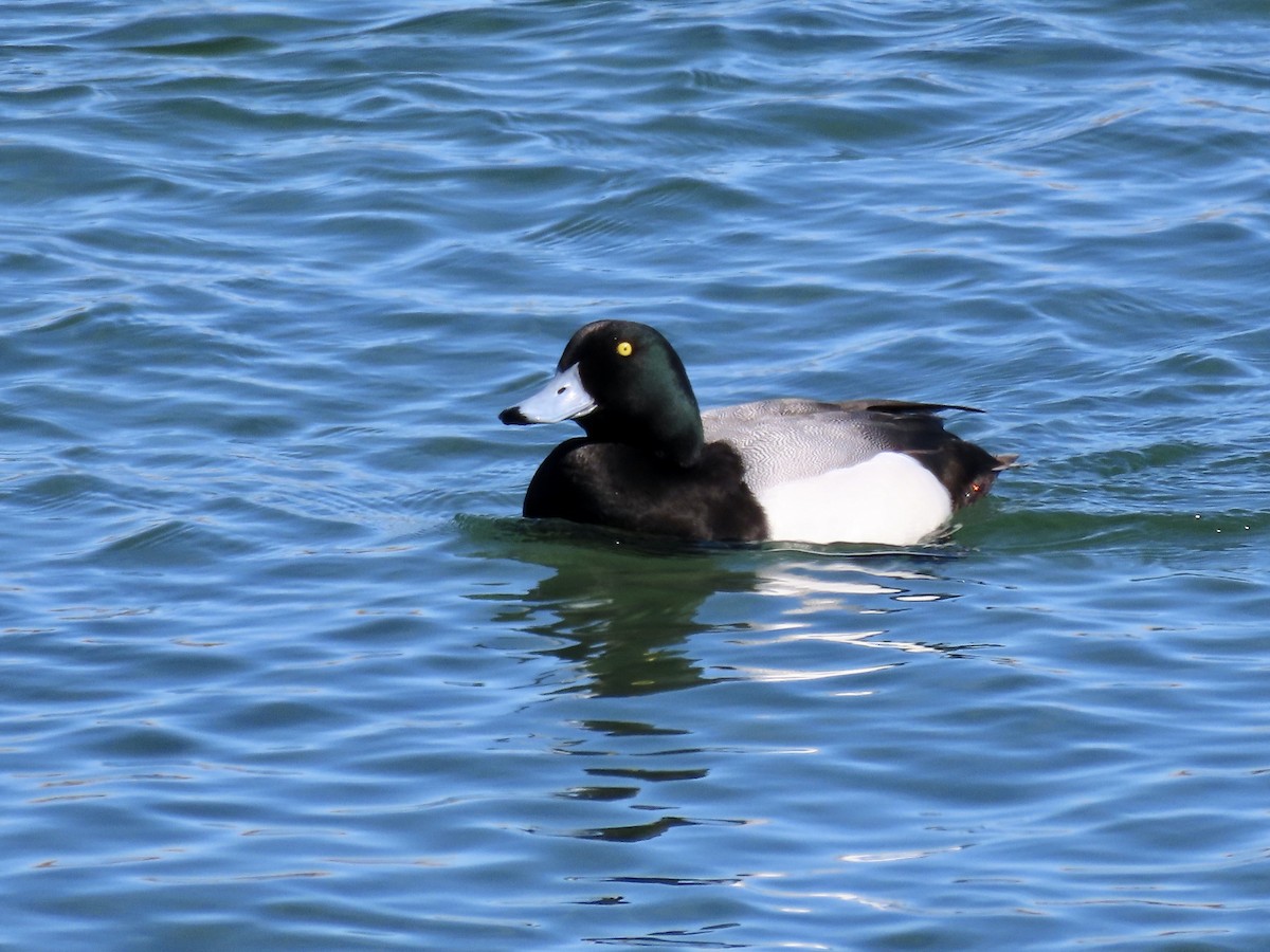 Greater Scaup - ML546562541