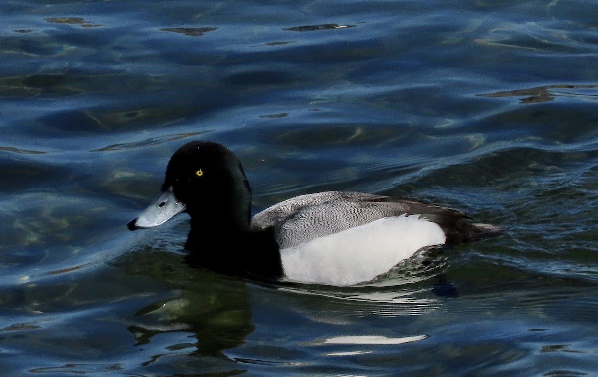 Greater Scaup - ML546562551