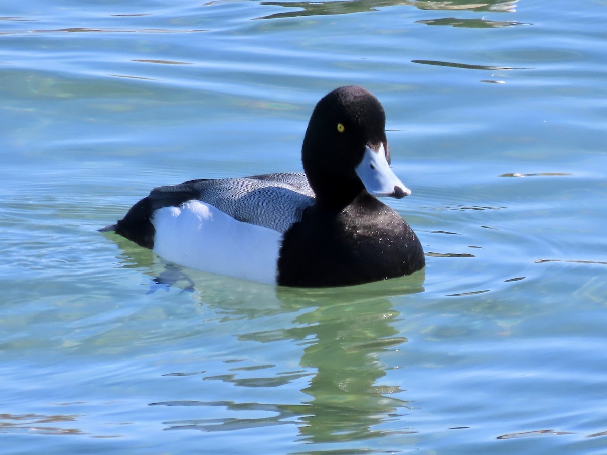 Greater Scaup - ML546562561