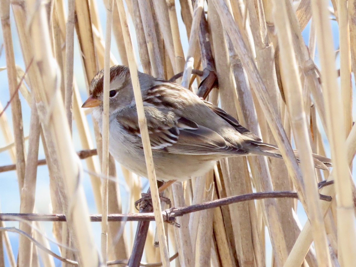 White-crowned Sparrow - ML546562651