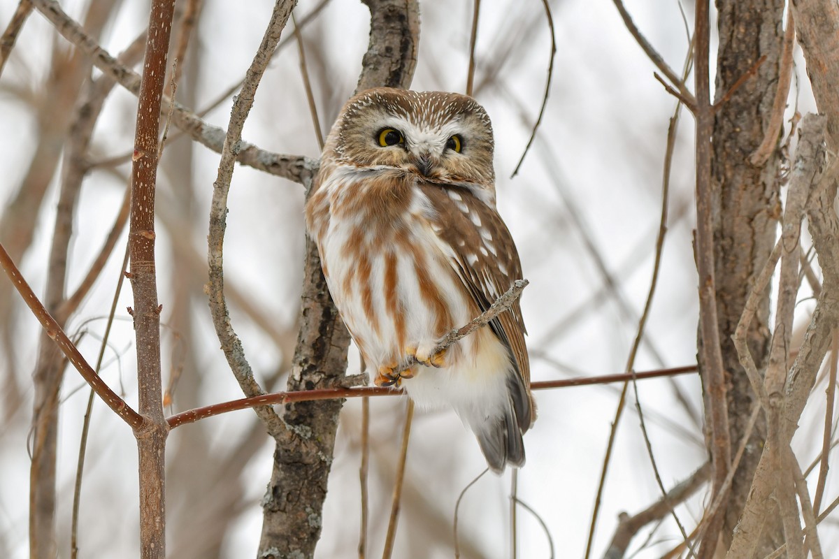 eBird Québec Checklist 17 Mar 2023 RN de PointeYamachiche 11 species