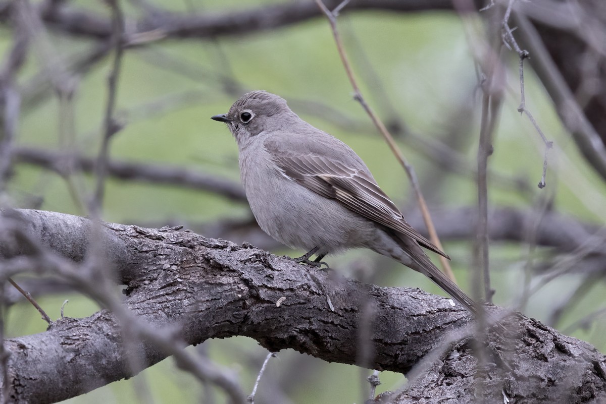 Townsend's Solitaire - ML546564291