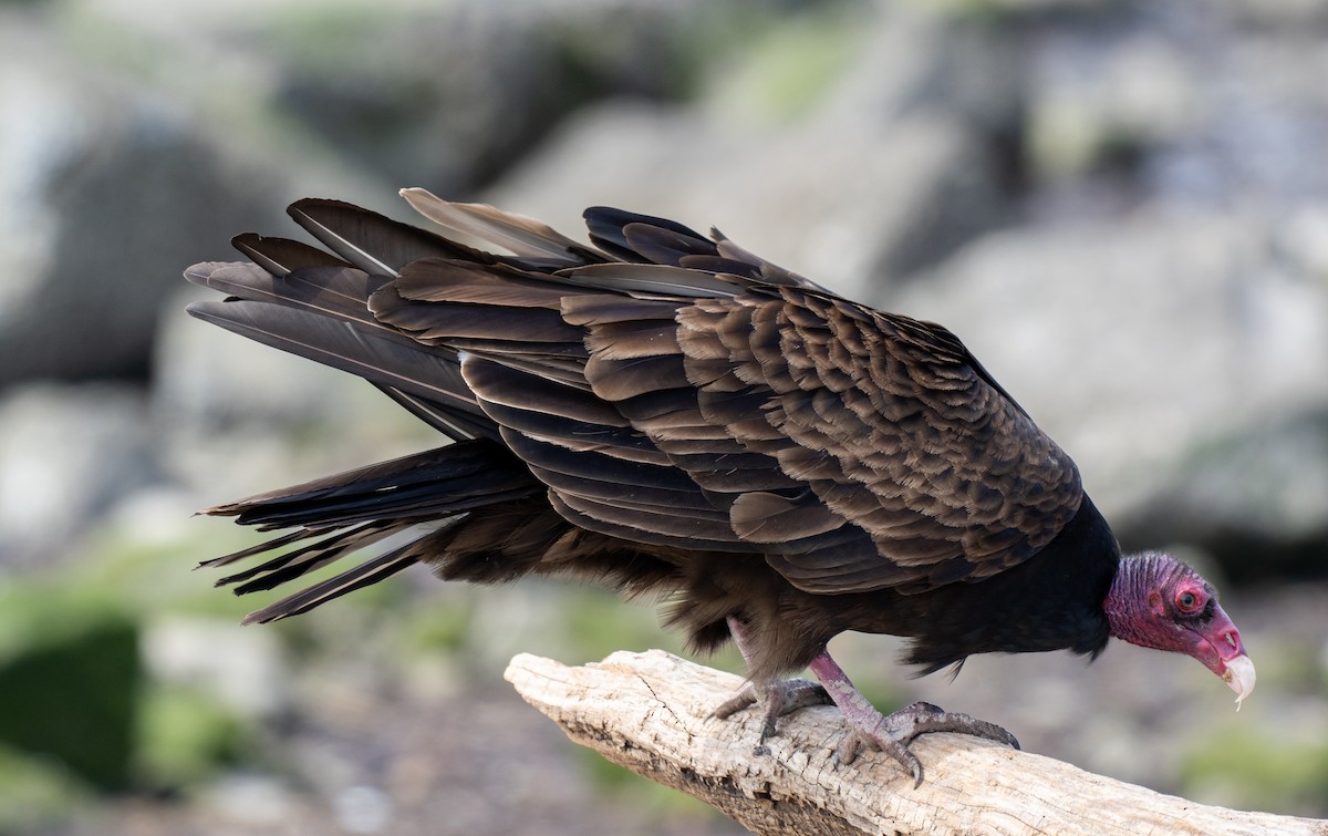 Turkey Vulture - Sam Zuckerman