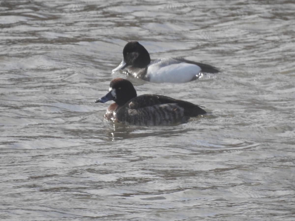 Greater Scaup - ML546579561