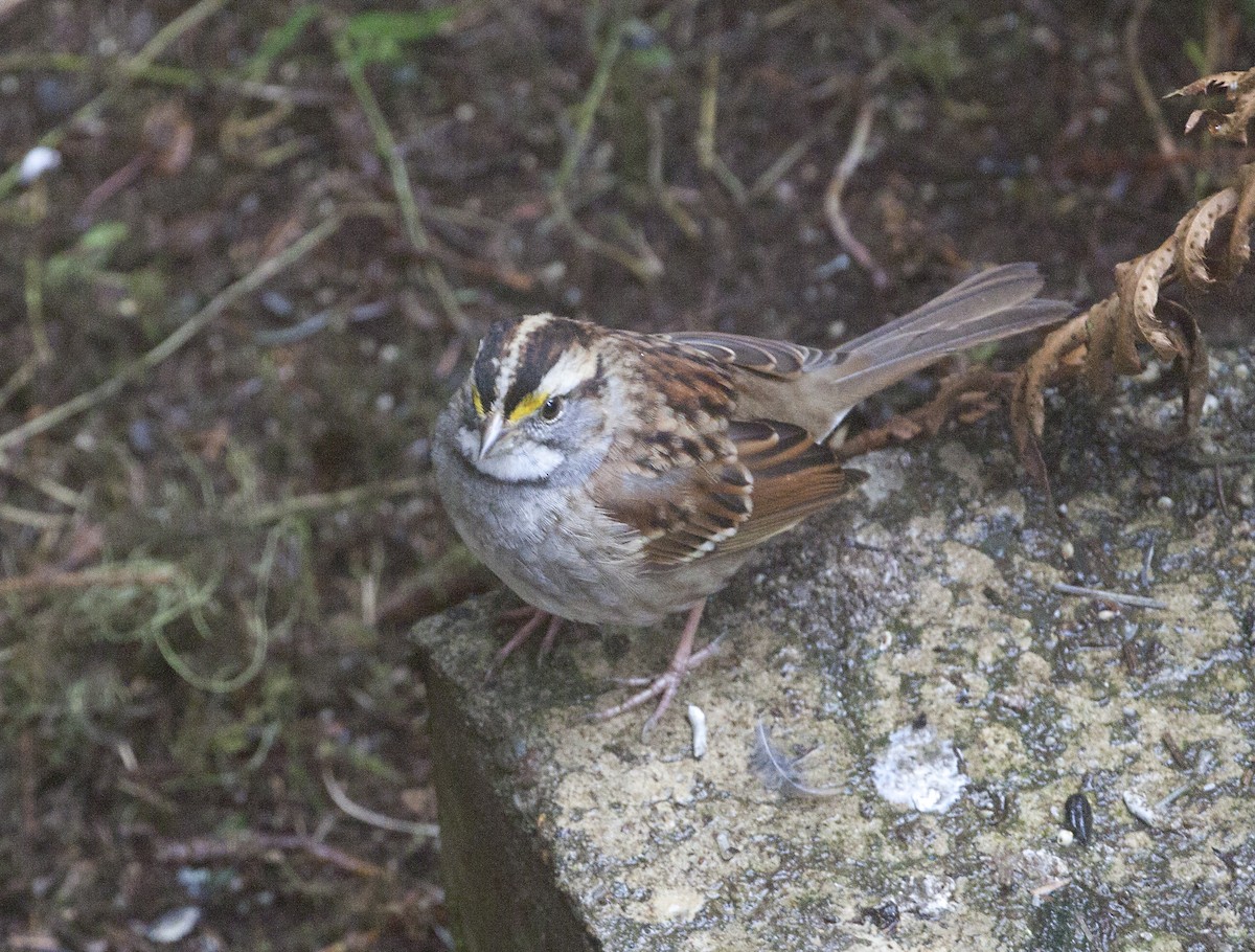 White-throated Sparrow - ML546579911