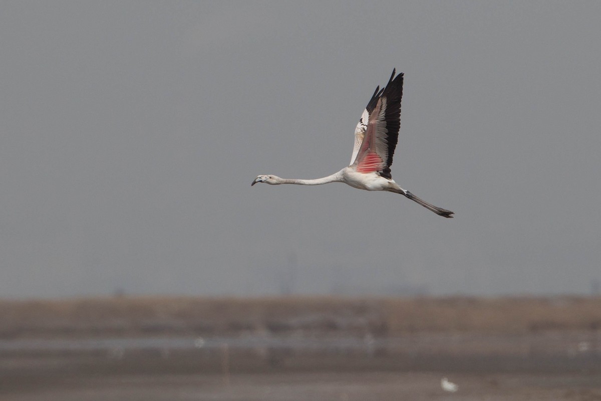 Greater Flamingo - Adrian Boyle