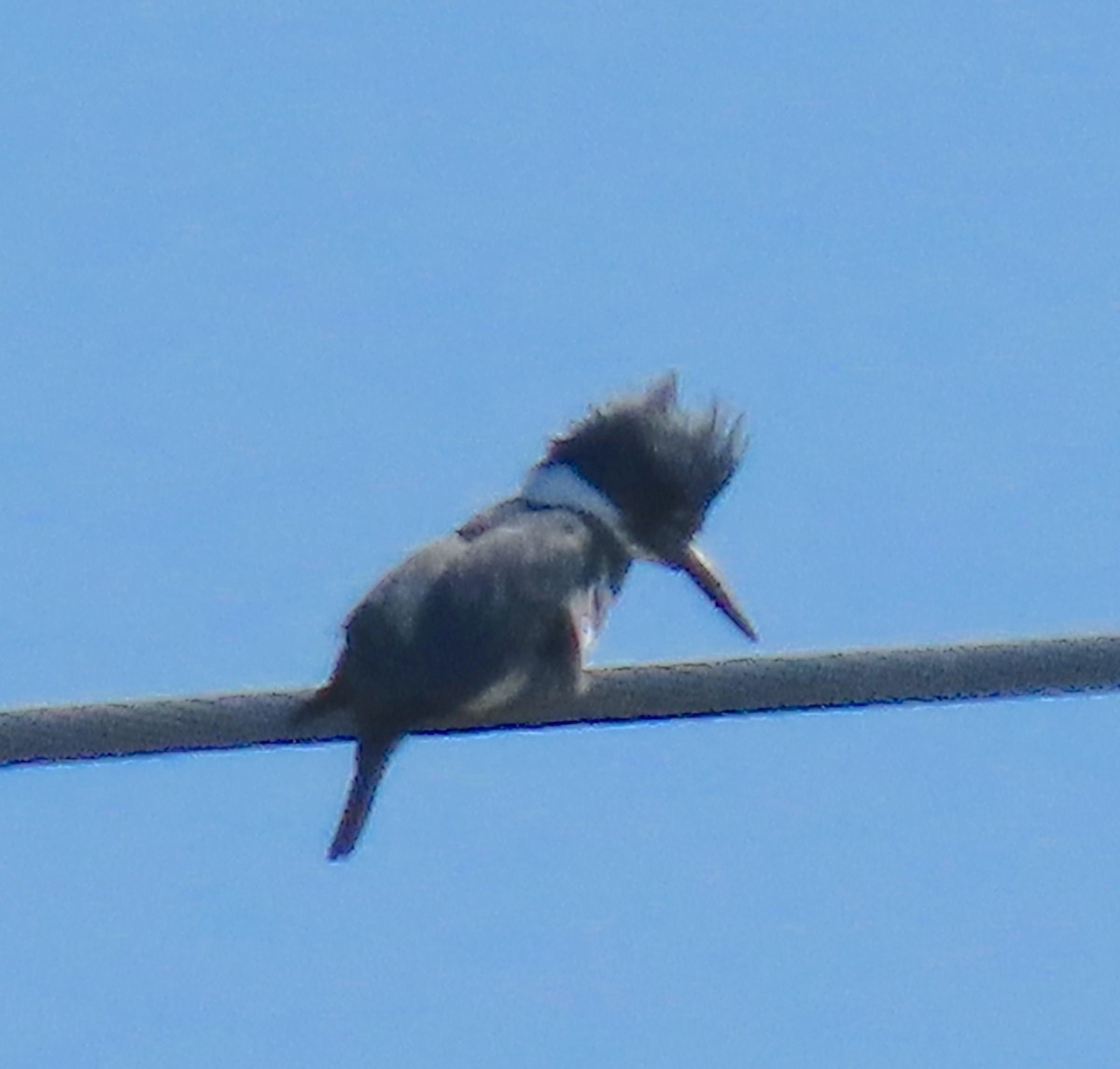 Belted Kingfisher - ML546584211