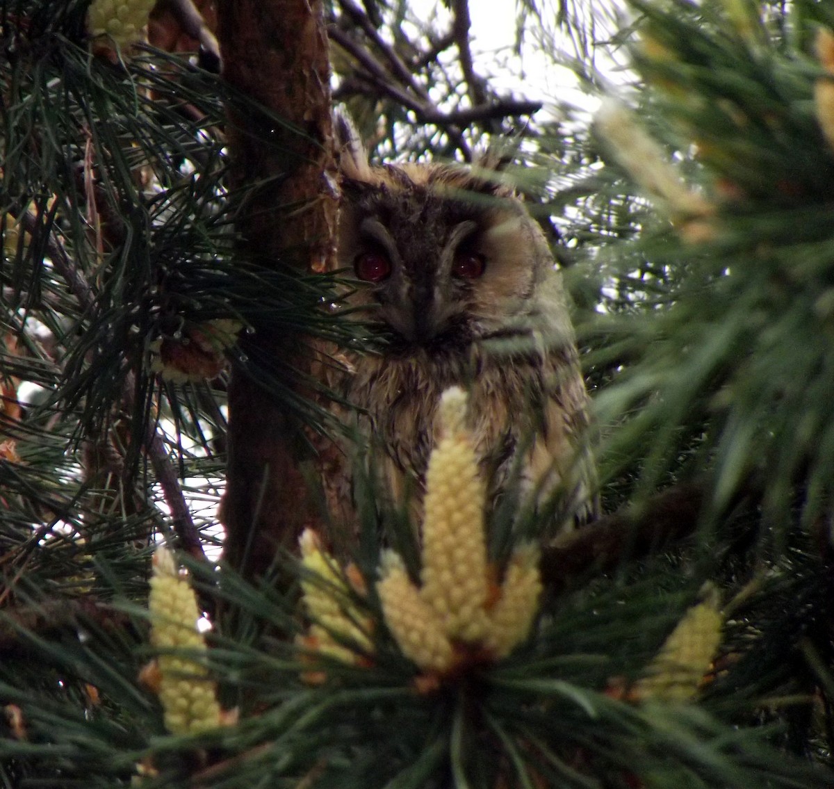 Long-eared Owl - ML54658831