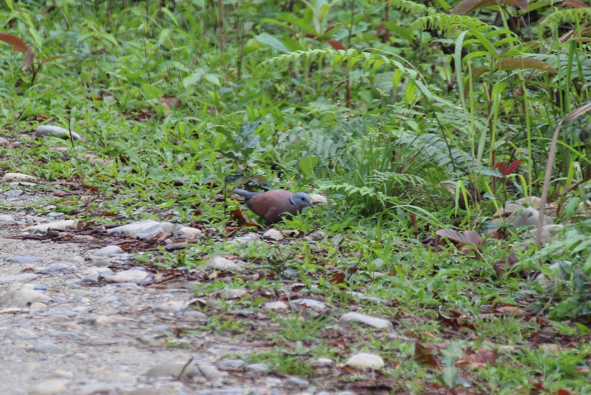 Red Collared-Dove - ML54659241