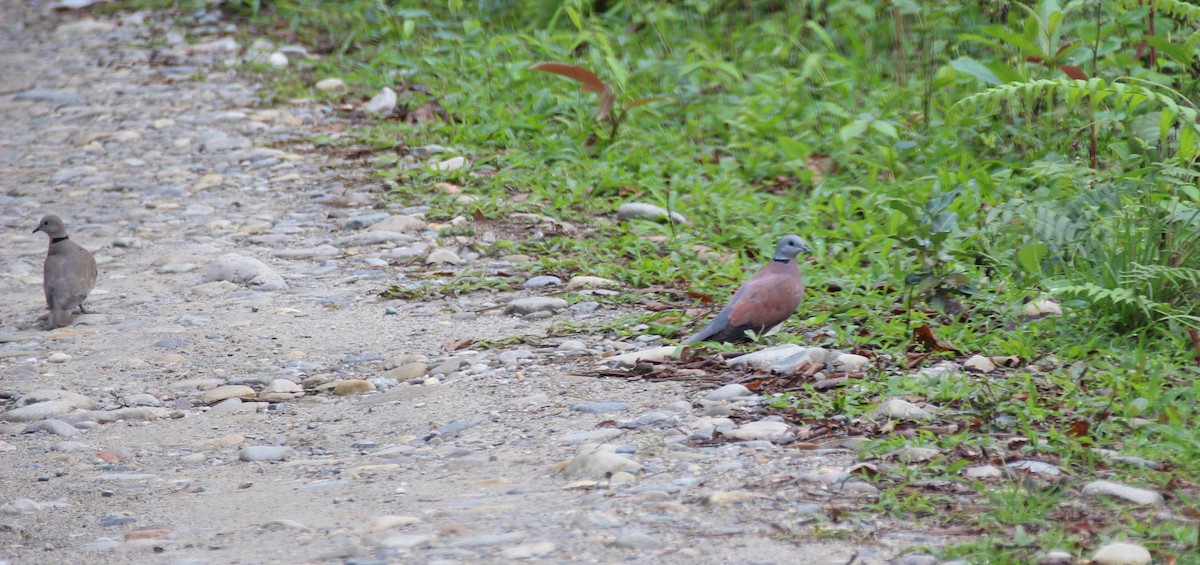 Red Collared-Dove - Frank Antram
