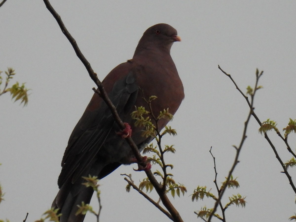 Red-billed Pigeon - ML546593221