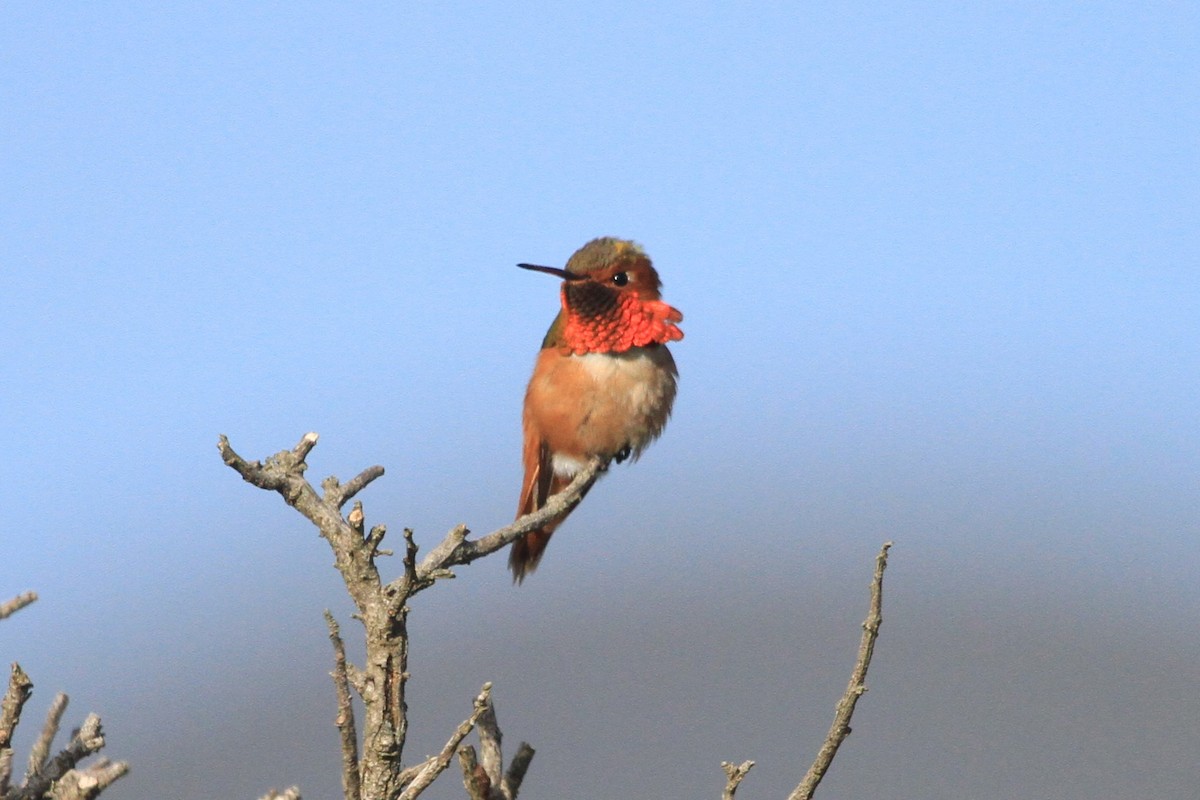 Allen's Hummingbird - ML546595241