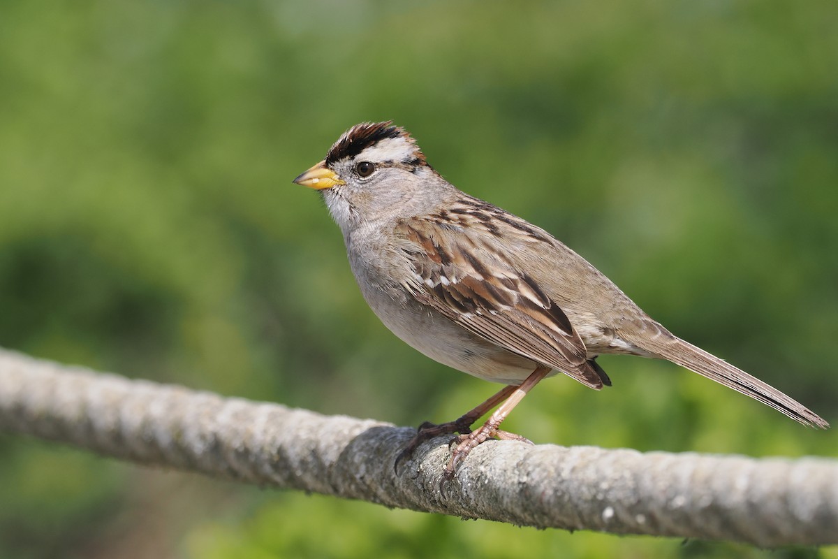 White-crowned Sparrow - ML546595531