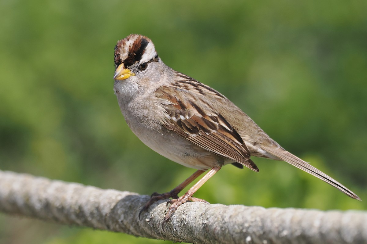 White-crowned Sparrow - ML546595541