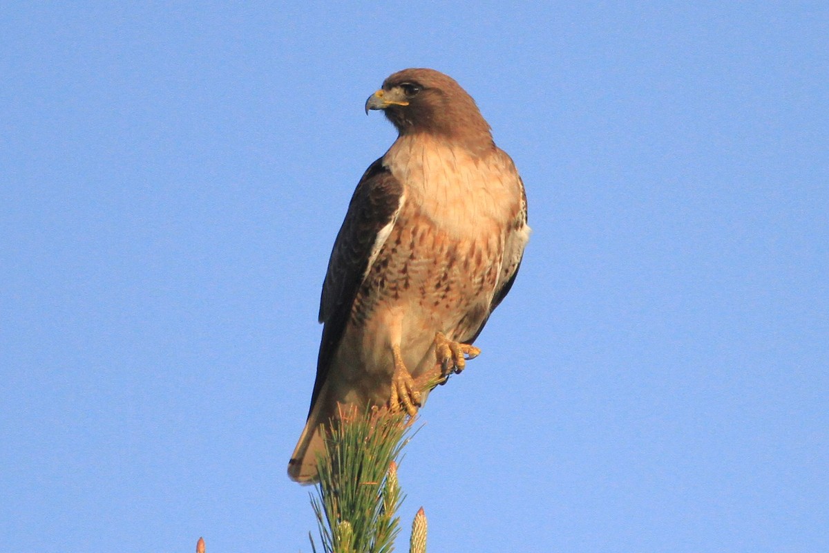 Red-tailed Hawk - ML546596931