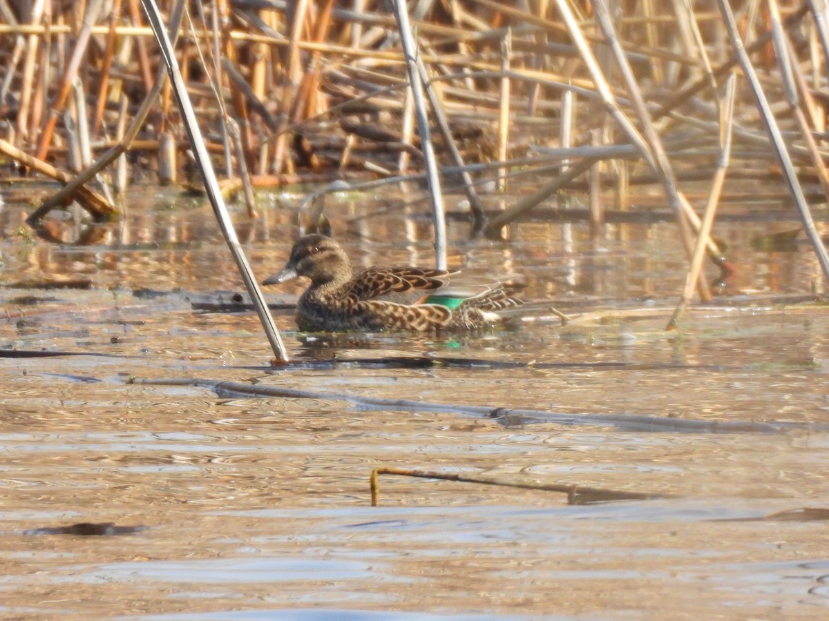 Green-winged Teal - ML546598211