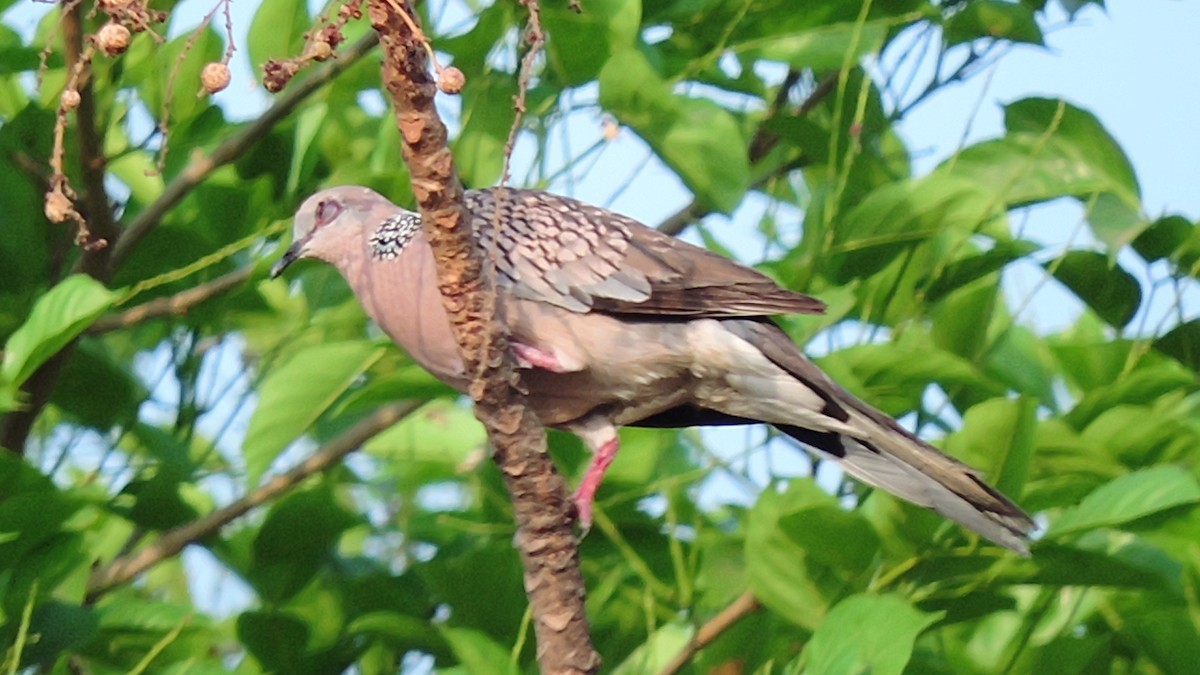 Spotted Dove - prashant bhagat