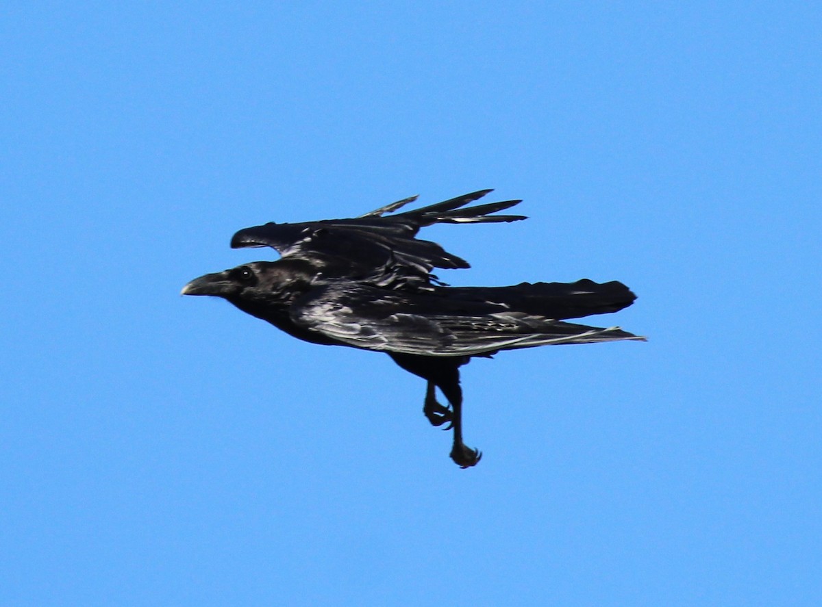 Chihuahuan Raven - ML546599741