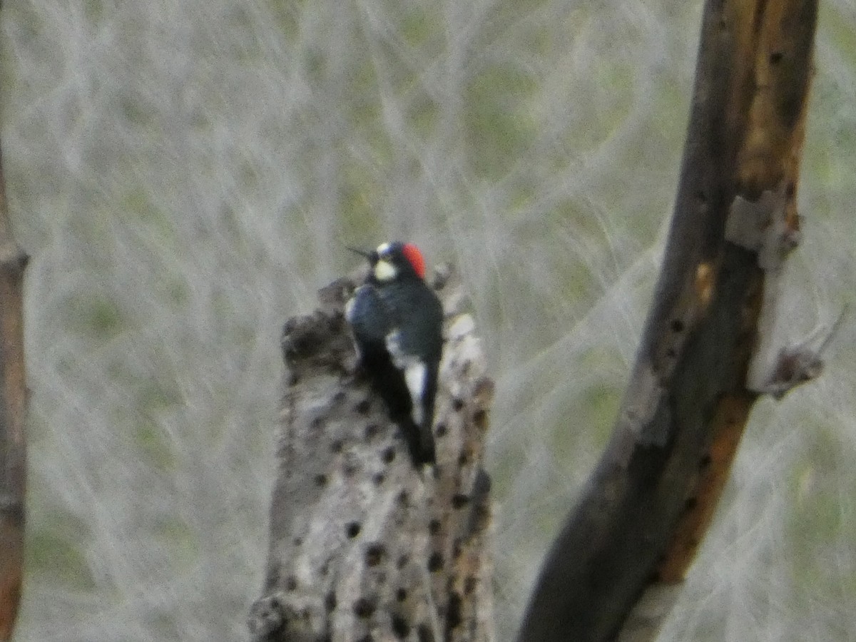 Acorn Woodpecker - ML546603741