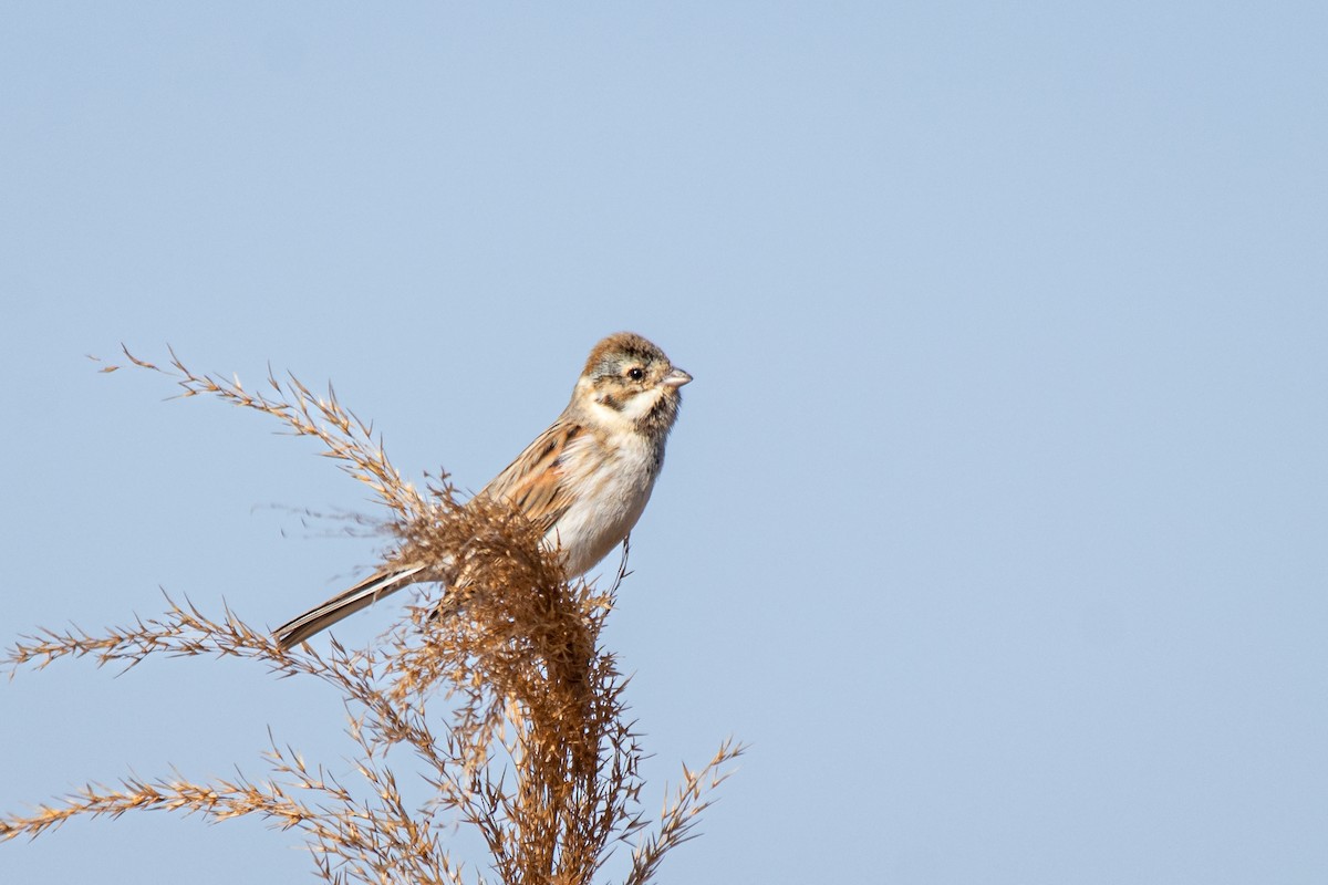 Reed Bunting - André  Zambolli