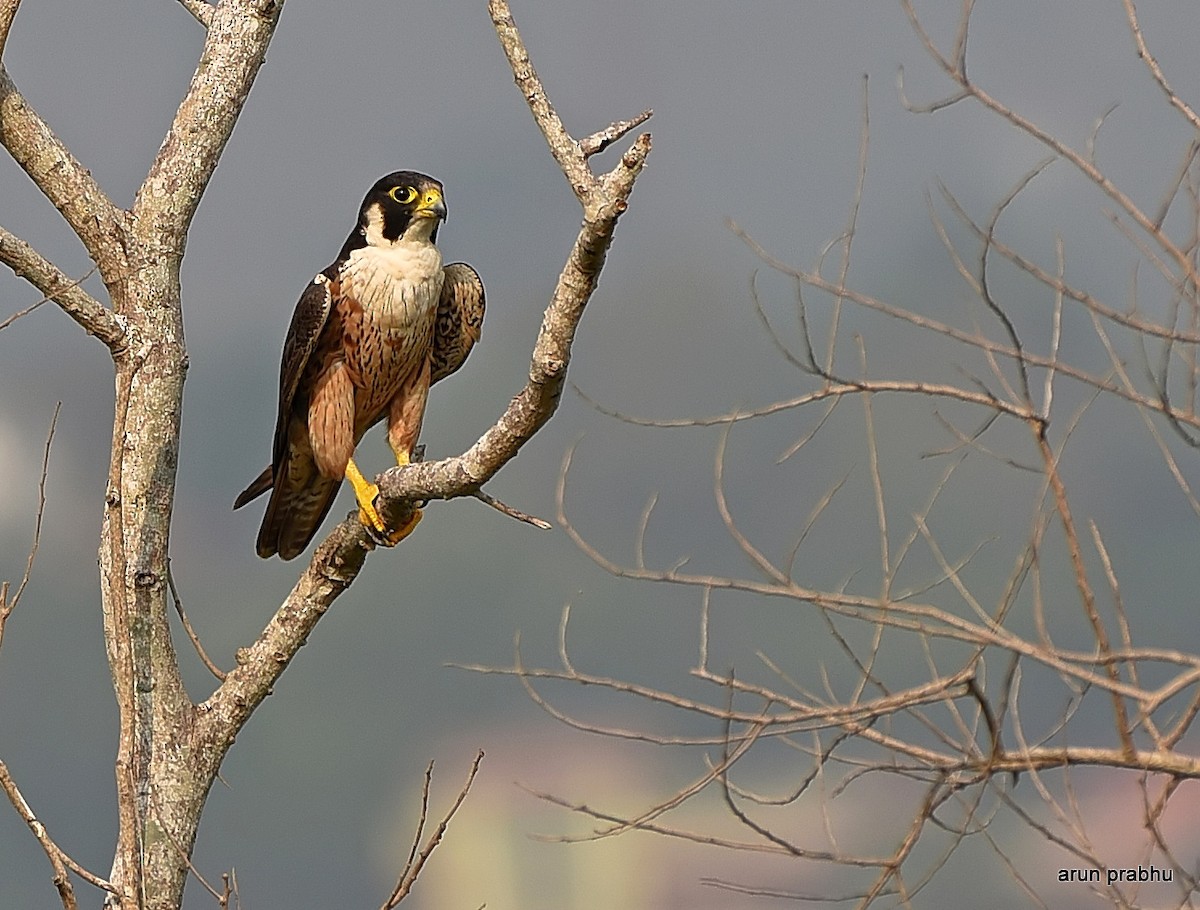 Peregrine Falcon (Shaheen) - Arun Prabhu