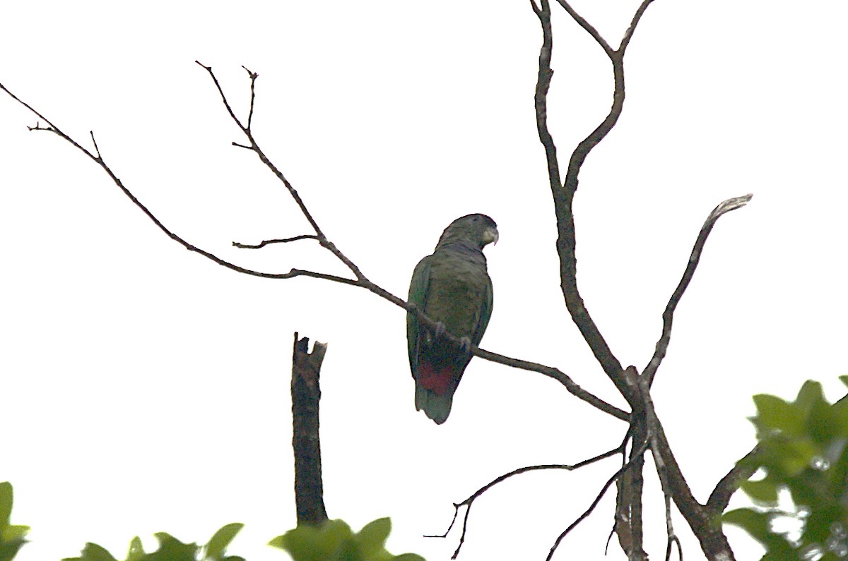 Scaly-headed Parrot - ML546614491