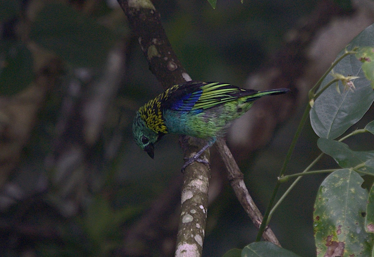Green-headed Tanager - ML546614591