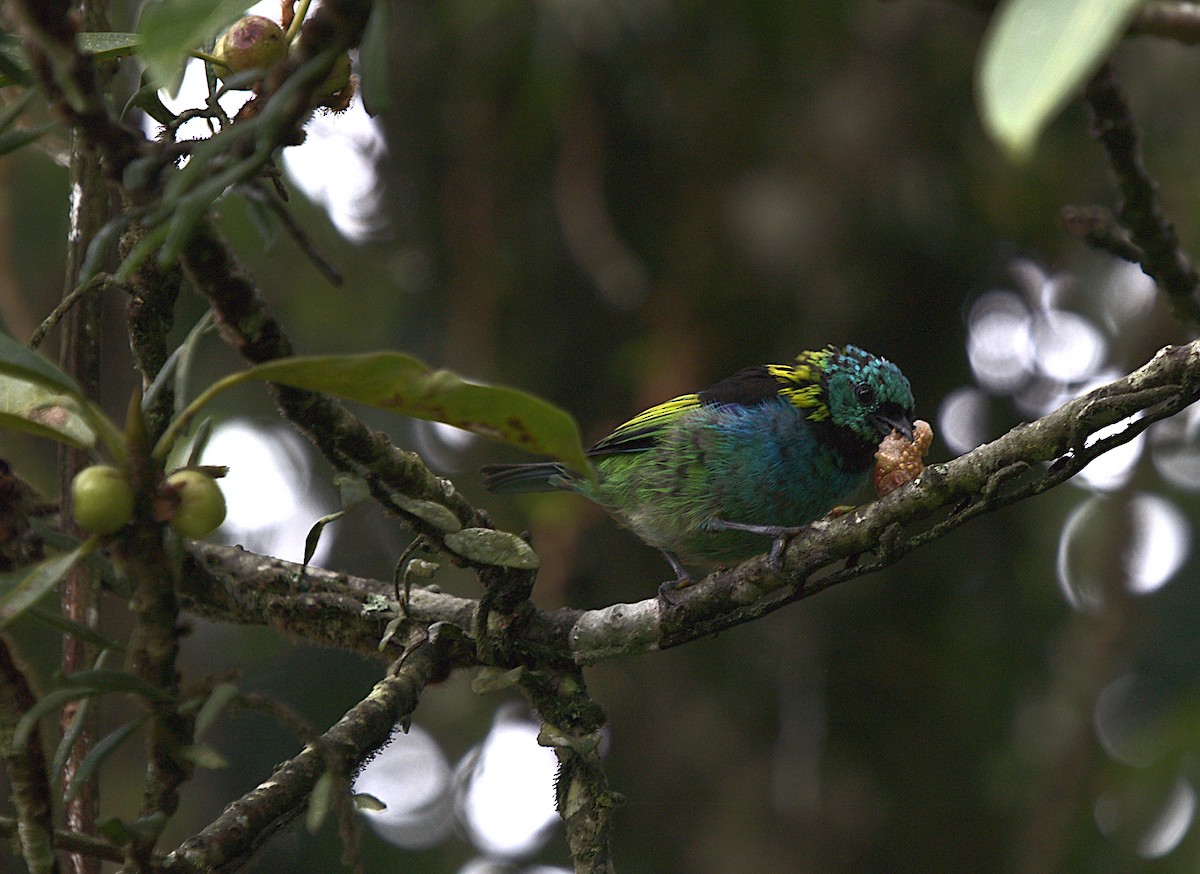 Green-headed Tanager - ML546614601